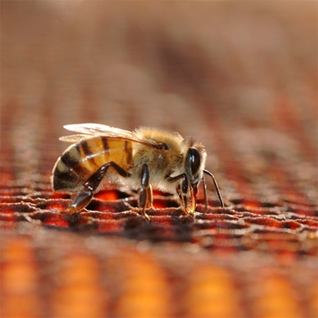 Εικόνα για την κατηγορία Μελισσοκομία